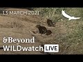 WILDwatch Live | 13 March, 2021 | Morning Safari | South Africa