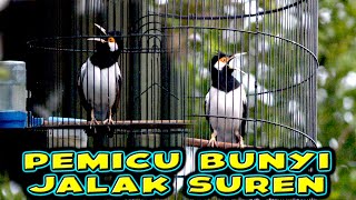 JALAK SUREN YANG BIKIN JALAK SUREN LAIN NAIK EMOSI DAN BONGKAR ISIAN  #jalaksuren