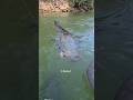dapat jackpot saat memancing #shortvideo #shorts #viralvideo