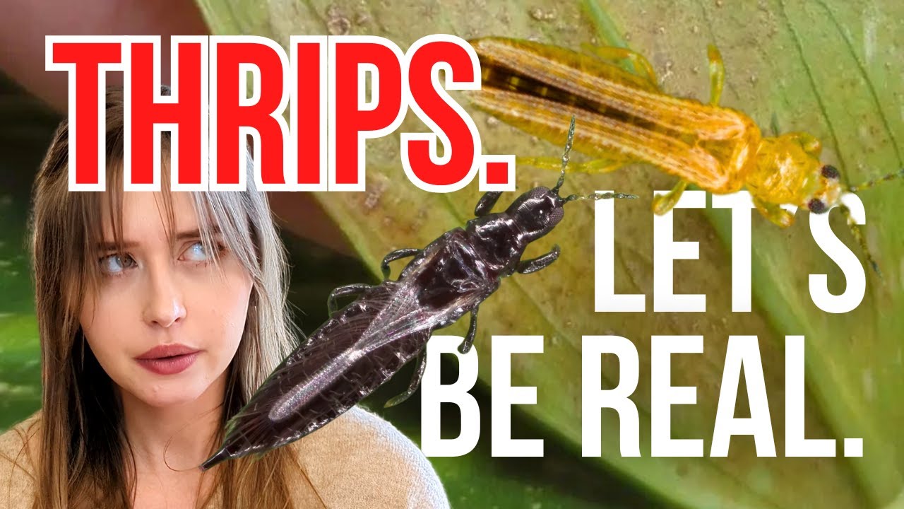 Thrips — What no one tells you | Treating pests with beneficial insects
