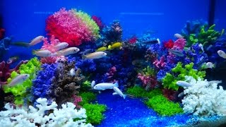 2015臺灣觀賞魚博覽會-慈鯛創意造景缸Aquarium landscaping 