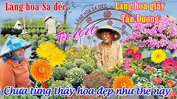 Làng hoa Sa đéc và làng hoa giấy Tân Dương nhà vườn tất bật chuẩn bị hoa đẹp bán tết 2026
