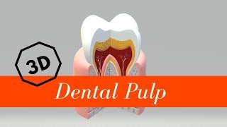 Dental Pulp