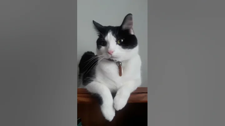 Panda Cat