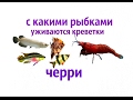 С какими рыбками уживаются креветки вишенки, ЧЕРРИ !?!(Neocaridina Heteropoda var. Red )