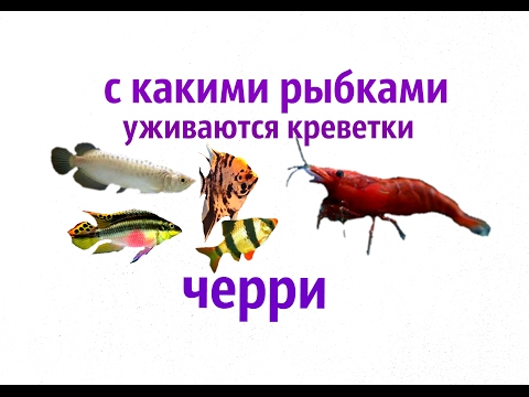 С какими рыбками уживаются креветки вишенки, ЧЕРРИ!?!(Neocaridina Heteropoda var. Red )