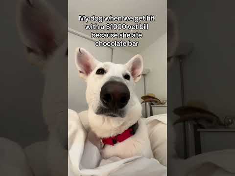 The CUTEST DOG