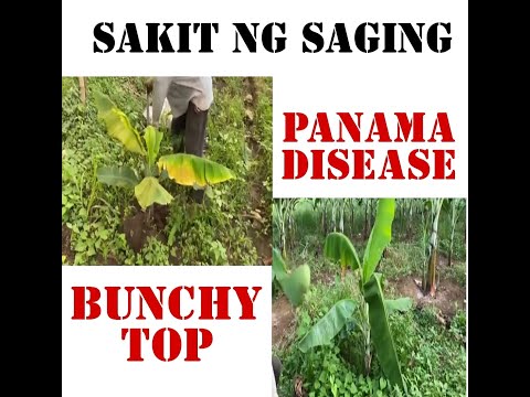 Video: Paggamot sa Sakit sa Walnut Bunch - Ano Ang Mga Sintomas ng Sakit sa Bunch