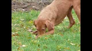 Pipacs Nem Találja A Fogást