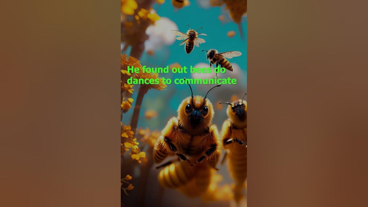 miracle-of-islam-bees-youtube
