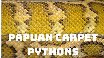 Papuan Carpet Pythons