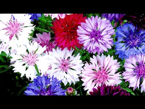 Васильки - одно из самых красивых растений в вашем саду