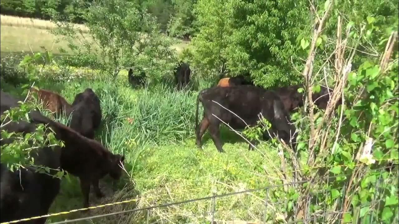Cows Grazing Food Forest Garden for Weed Control Cattle Pruning