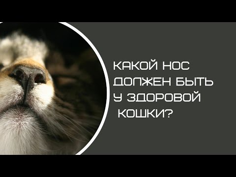 КАКОЙ НОС ДОЛЖЕН БЫТЬ У ЗДОРОВОЙ КОШКИ? Какой должен быть нос у кошки