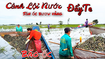  Cảnh Ủi ốc lội nước ngay trời giông bão trúng mánh ốc nổi như mù u khẩm xuồng