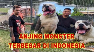 GREBEK KANDANG SUPER BULL JAMBI ‼ ANJING MONSTER TERBESAR DI INDONESIA