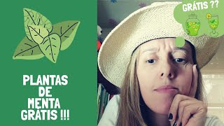 Reproducir MENTA. Plantas grátis