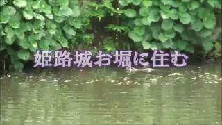 特ダネ 姫路城のお堀に住む「ヌートリア」 NHKクローズ現代プラスで一部放映版 特ダネ 姫路城のお堀に住む「ヌートリア」 NHKクローズ現代プラスで一部放映版