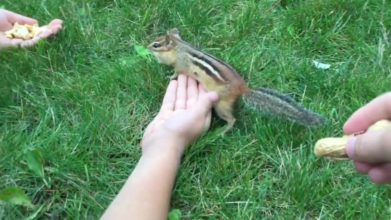 How To Tame A Wild Chipmunk