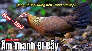 Tiếng Gà Mái Rừng Kêu Mp3 | Thợ Săn