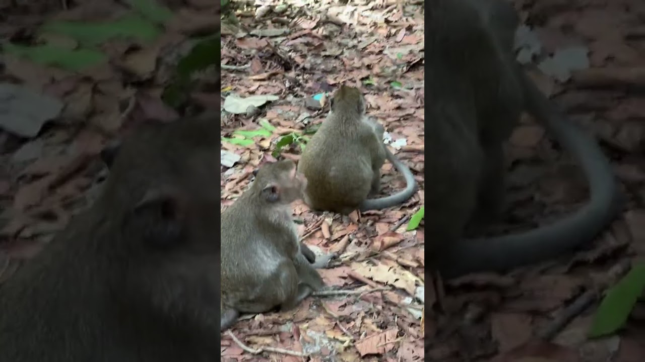 A peek into the social life of monkeys: Mutual grooming is key!