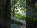 Mata dimanjakan dengan pemandangan indah 🌿😍🌳🌲 #shorts #viral #trending #nature
