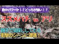 【スズメバチvsアリ】最後は意外な結末！？