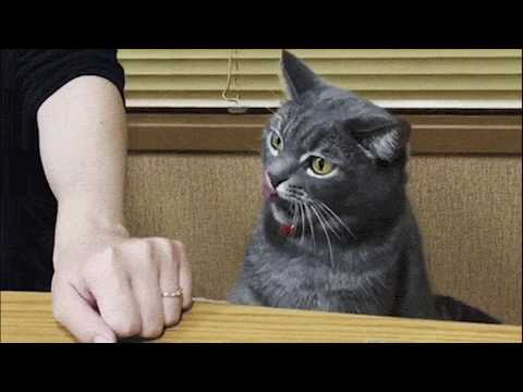 Обязанности кота в доме. Лучшее видео про котов