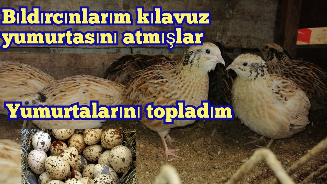 Bıldırcınlarım yumurtlamaya başlamış bıldırcın yumurtası topladım 