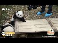 【Panda's Growing-up Diary】Episode 4 Meng Lan: A Sunshine Boy And Also A Performance Master | iPanda