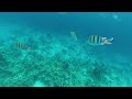 Желтогубый летрин. Yellowlip emperor. Lethrinus xanthochilus.. Egypt. Red sea at Sharm-El-Sheikh