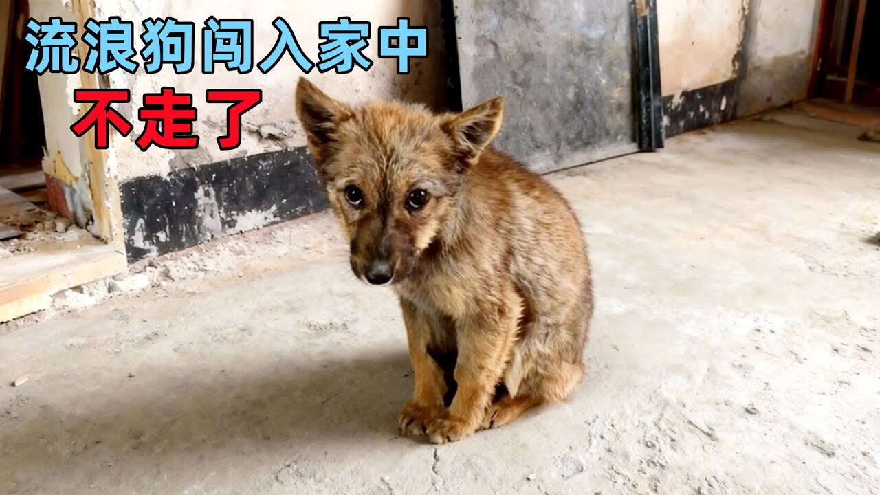 流浪小狗想有一个家，它闯入装修中的房子，赖着不走了