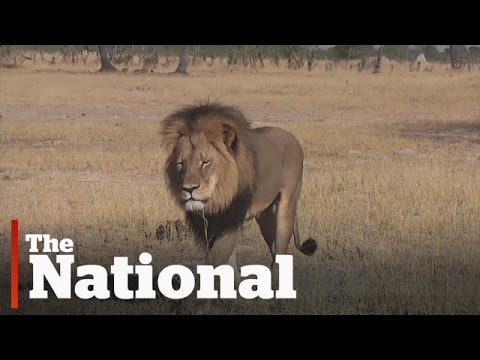 Death threats for U.S. hunter | Cecil the Lion
