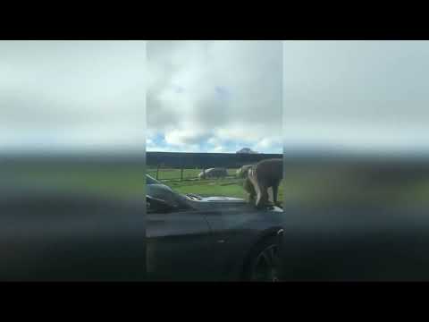 Family day out goes wrong as randy baboons put on X-rated display on bonnet of moving BMW