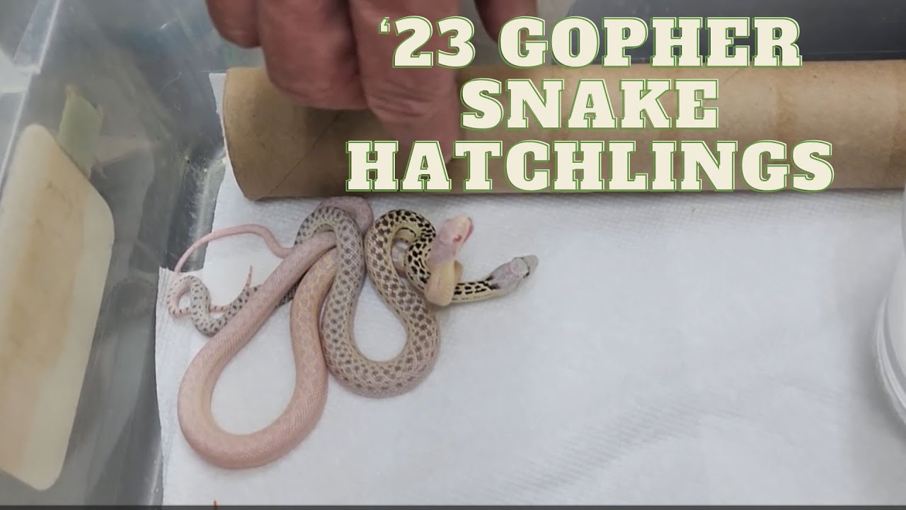 Gallery Detail: Must See 23 San Diego Gopher Snake Hatchlings