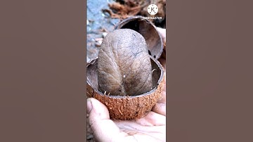 How to remove COCONUT Flesh From Shell #shorts #trending