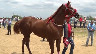 CARRERAS DE CABALLOS**Futurity**EL BATMAN