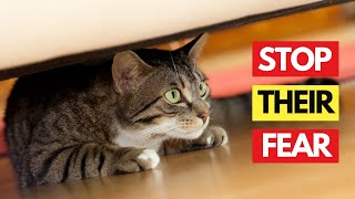 9 Reasons That Can Make Your Cat Stressed by Cat Cherish 51 views 3 weeks ago 6 minutes, 59 seconds
