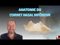 Anatomie du cornet nasal infrieur