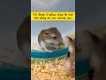 Tui đang cố gắng chụp bé này đang khi ăn rau mà nó lạ lắm các bạn ơi🤣🤣 #hamster #viralvideo #funny