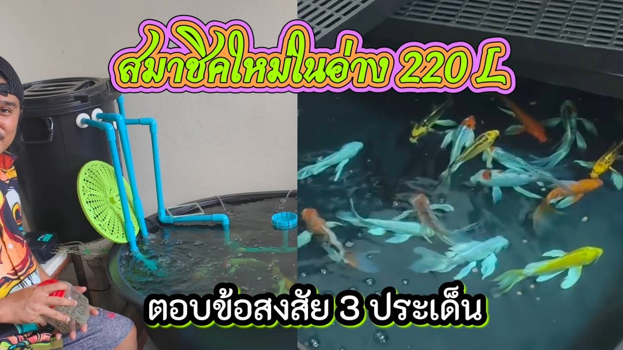 สมาชิกใหม่ ปลาคาร์ฟจักรพรรดิ์ เริ่มนับ001 #บ้านสวนวาสนาดี