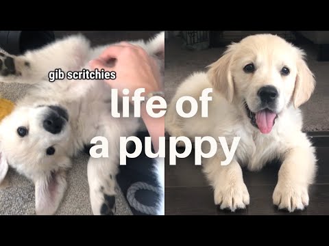life-of-a-golden-retriever-puppy