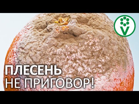 ИСПОРЧЕННОЕ ВАРЕНЬЕ ЗАСЛУЖИВАЕТ ВТОРОЙ ШАНС! Как использовать испорченные фрукты и закатки?