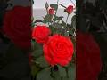 My Little garden#roses blooming#Flowers #naturelovers #plants #naturehealing #garden #blooming