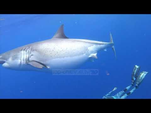 Video: Cilat kafshë hanë bredh të bardhë?