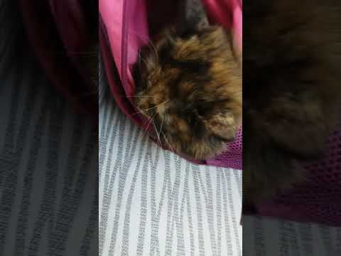 Video: Miksi Kissa Nukkuu Ihmisen Päällä: Mitä Hänen Asennot Ja Valittu Paikka Tarkoittavat - - Vaihtoehtoinen Näkymä