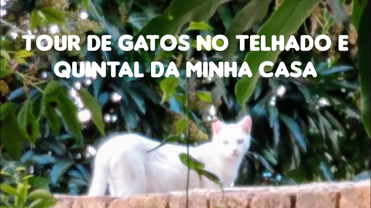 Um Gato Caminha No Quintal Em Movimento Retilíneo