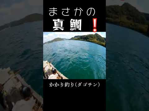 真鯛が釣れて興奮した❕#shorts #海釣り#かかり釣り #ダゴチン#真鯛 #右巻き大好き