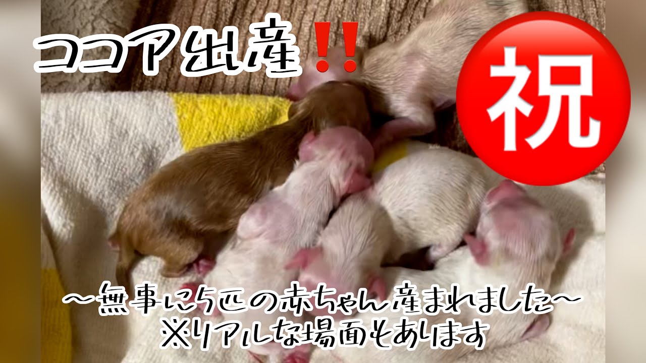 マルプー ココア出産 無事に５匹の赤ちゃん産まれました リアルな場面があります マルプー Mix犬 犬の妊娠 犬の出産 は 多頭飼い Youtube