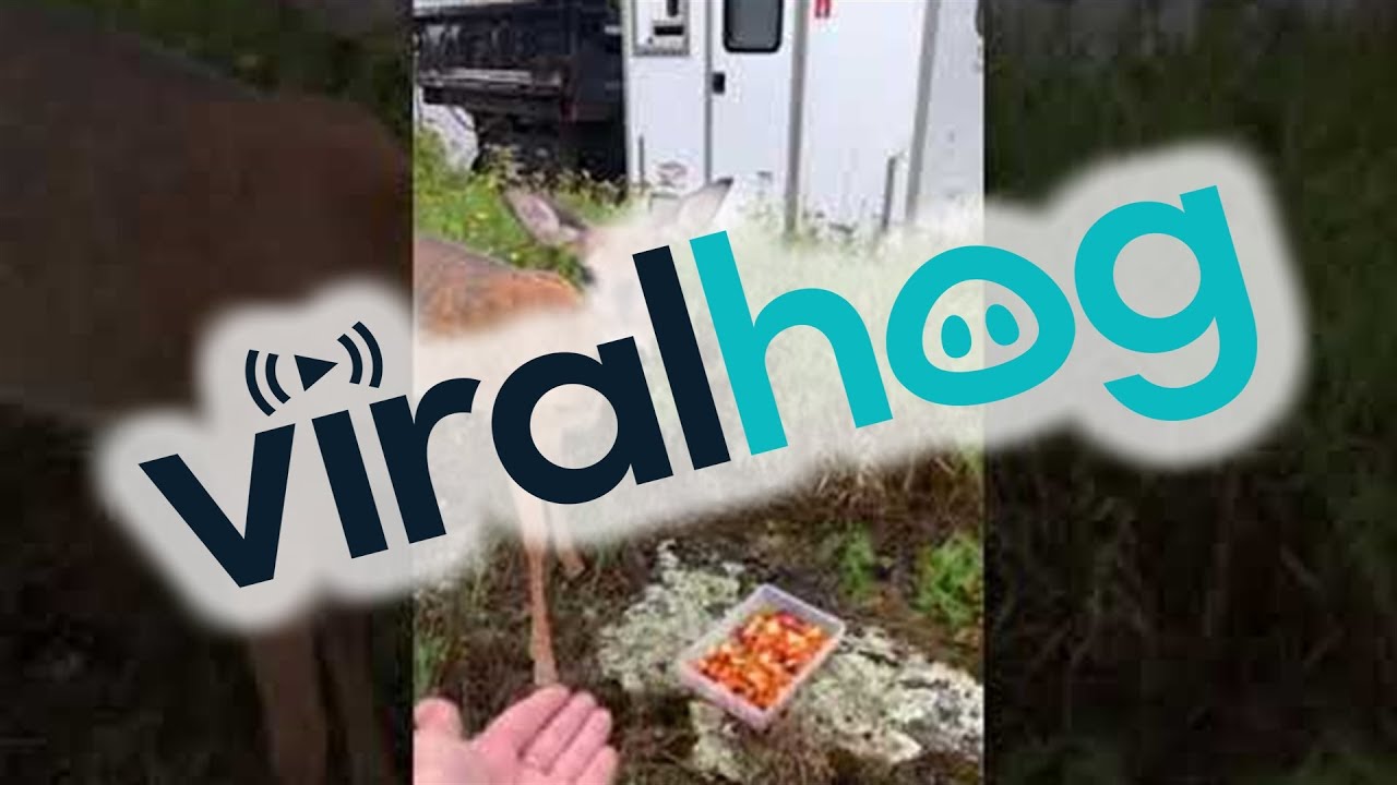 Deer Drops by for Vegetable Buffet || ViralHog - YouTube